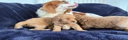 Cavapoo dogs for sale: F1 cavarpoos in Southampton - Advert 5