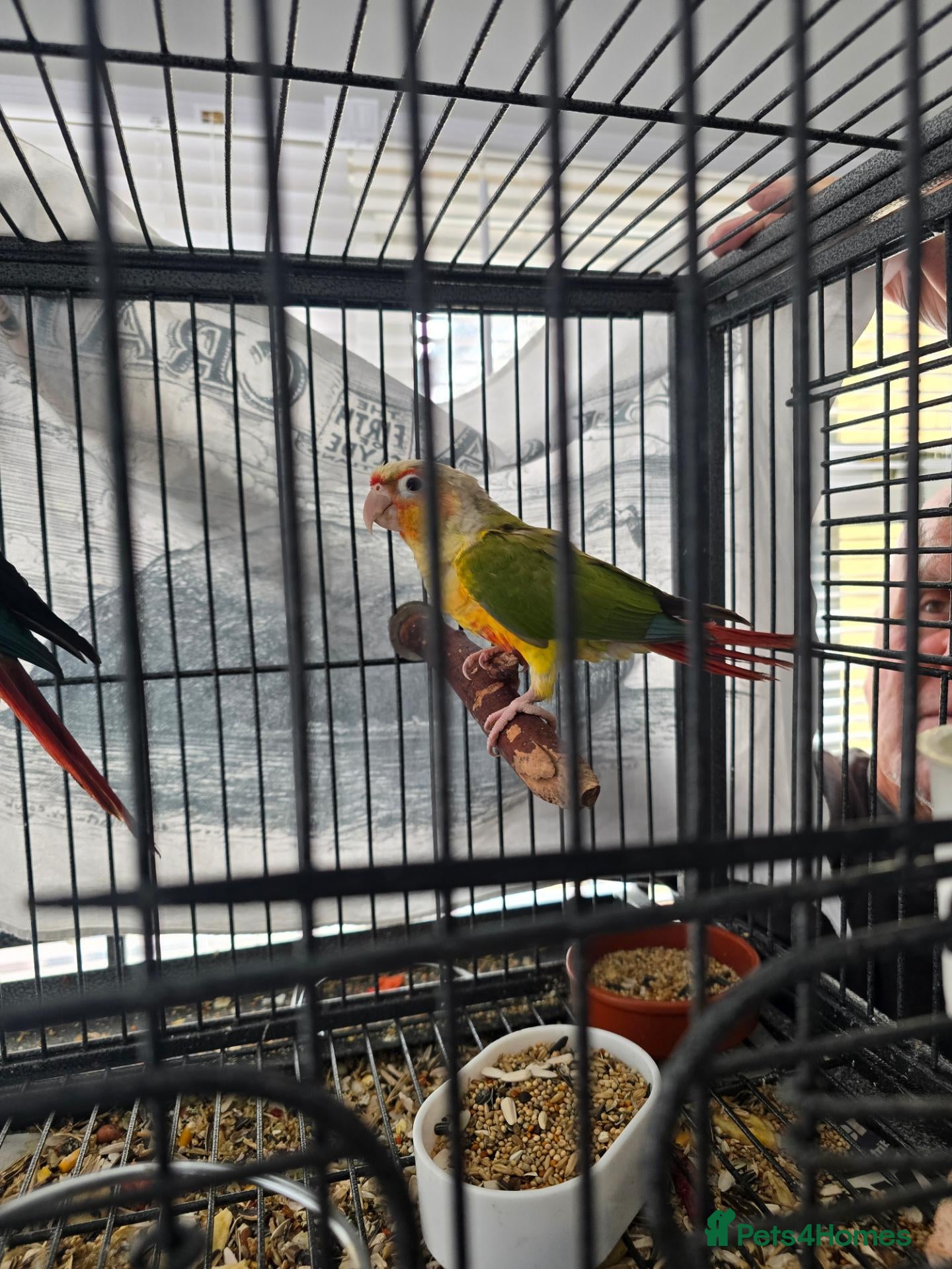 Conures birds Pineapple conures - Advert 1
