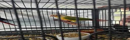 Conures birds for sale: Pineapple conures - Advert 1