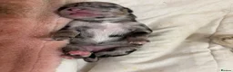 Mixed Breed dogs for sale: Pomsky puppies  - Advert 6