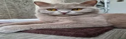 British Shorthair cats for sale: BSH Lilac girl ready for forever home - Advert 2