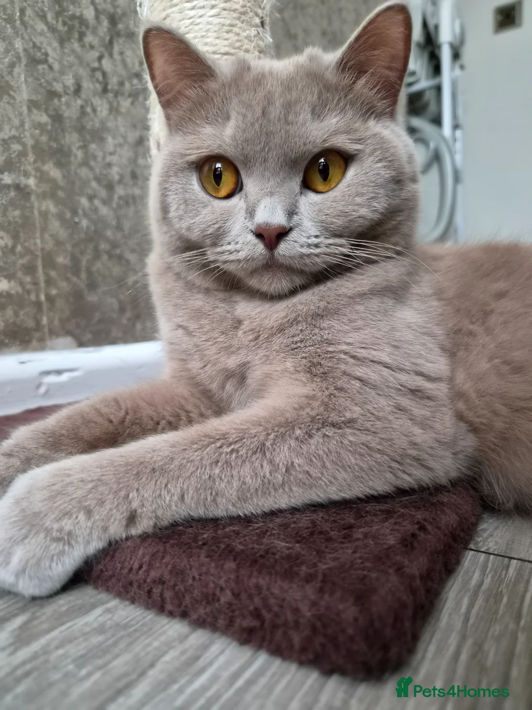British Shorthair cats for sale: BSH Lilac girl ready for forever home - Advert 2
