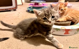 Mixed Breed cats for sale: Amiable mixed breed kittens - Image 5