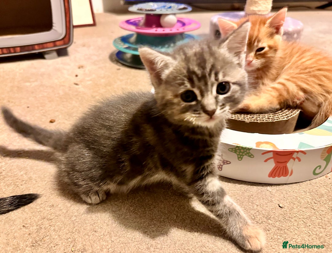 Mixed Breed cats for sale: Amiable mixed breed kittens - Image 5