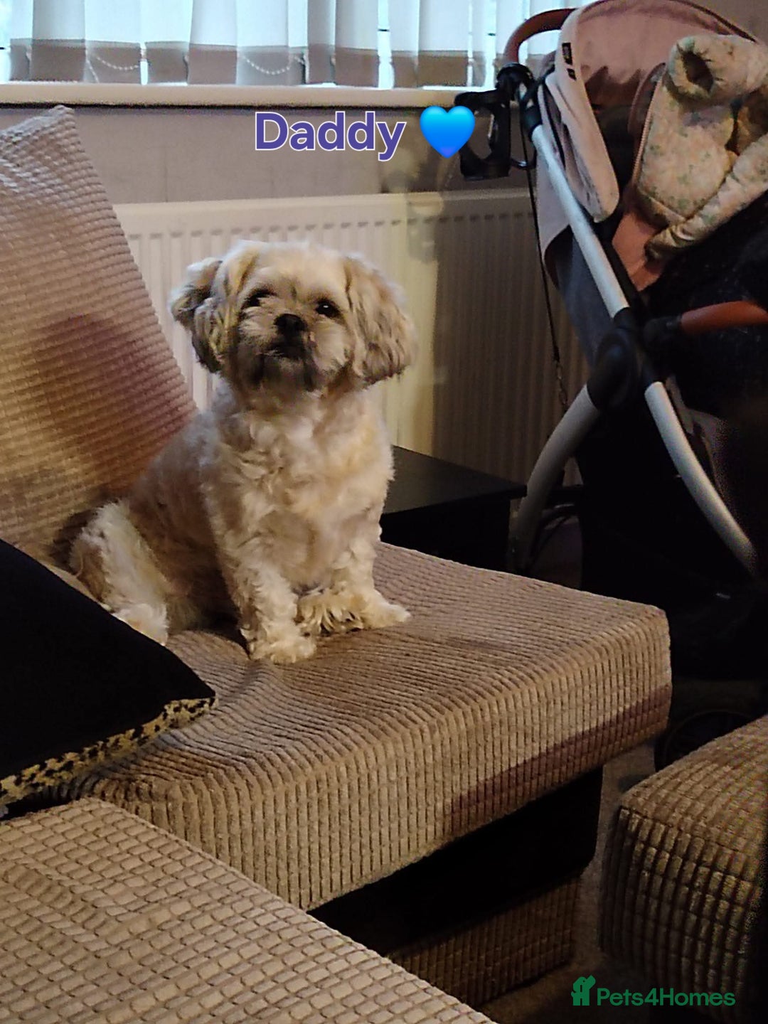 Shih Tzu dogs for sale: Beautiful trio colours Shihtzu puppies 1 left ❤️ - Image 11