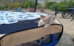 Burmese cats for sale: Registered burmese kittens available.  - Image 5