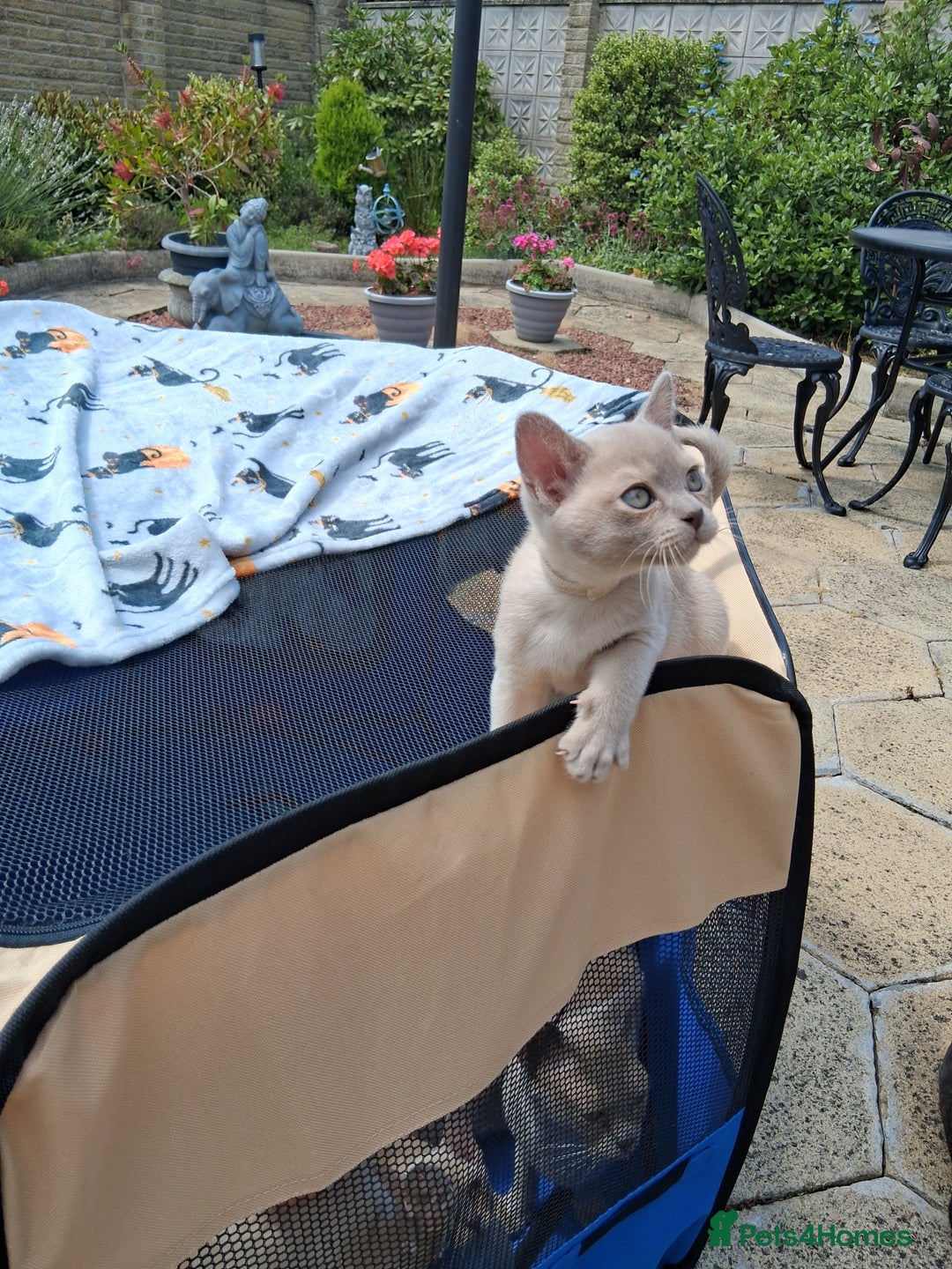 Burmese cats for sale: Registered burmese kittens available.  - Image 5