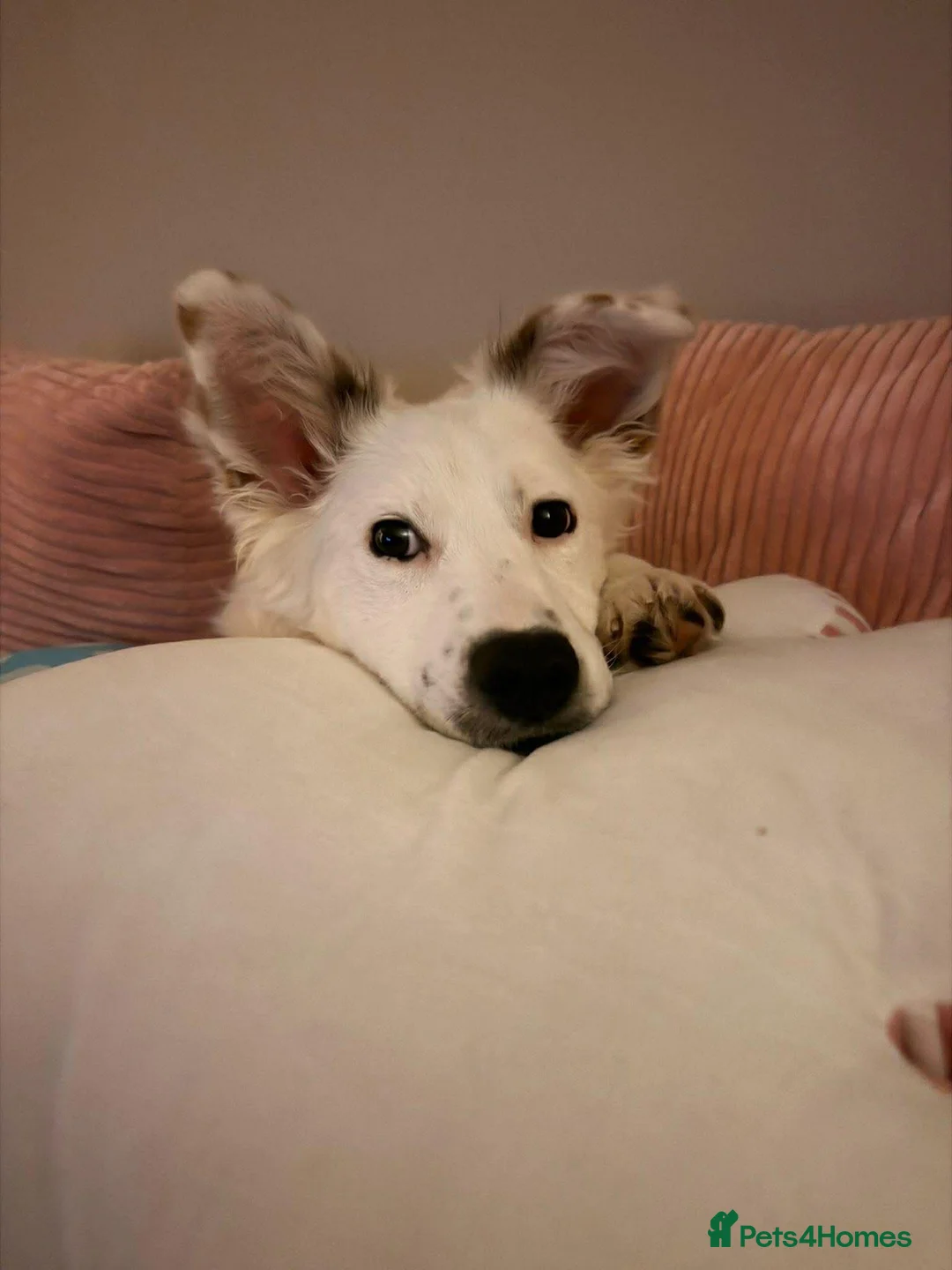 Mixed Breed dogs for adoption: Gorgeous Lika  in High Wycombe - Advert 2