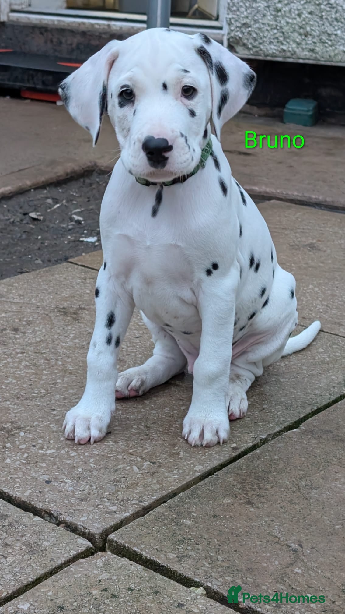 Dalmatian dogs Dalmatian puppies KC reg *1 x girl & 1 x boy left* - Advert 2