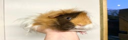 Guinea Pig rodents for sale: Long haired Guinea Pigs For Sale - Advert 23