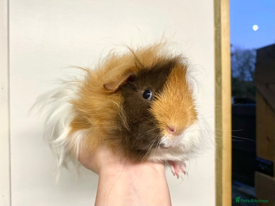 Guinea Pig rodents for sale: Long haired Guinea Pigs For Sale - Image 23
