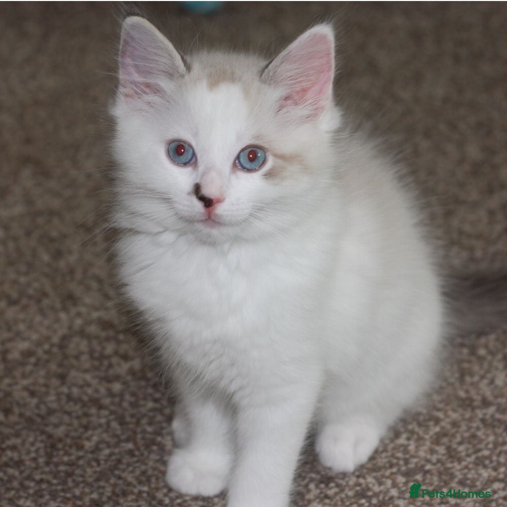 Ragdoll cats Pure bred Ragdoll Kitten High White Bi-Colour  - Advert 15