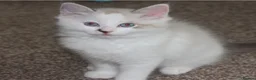 Ragdoll cats for sale: Pure bred Ragdoll Kitten High White Bi-Colour  - Advert 1