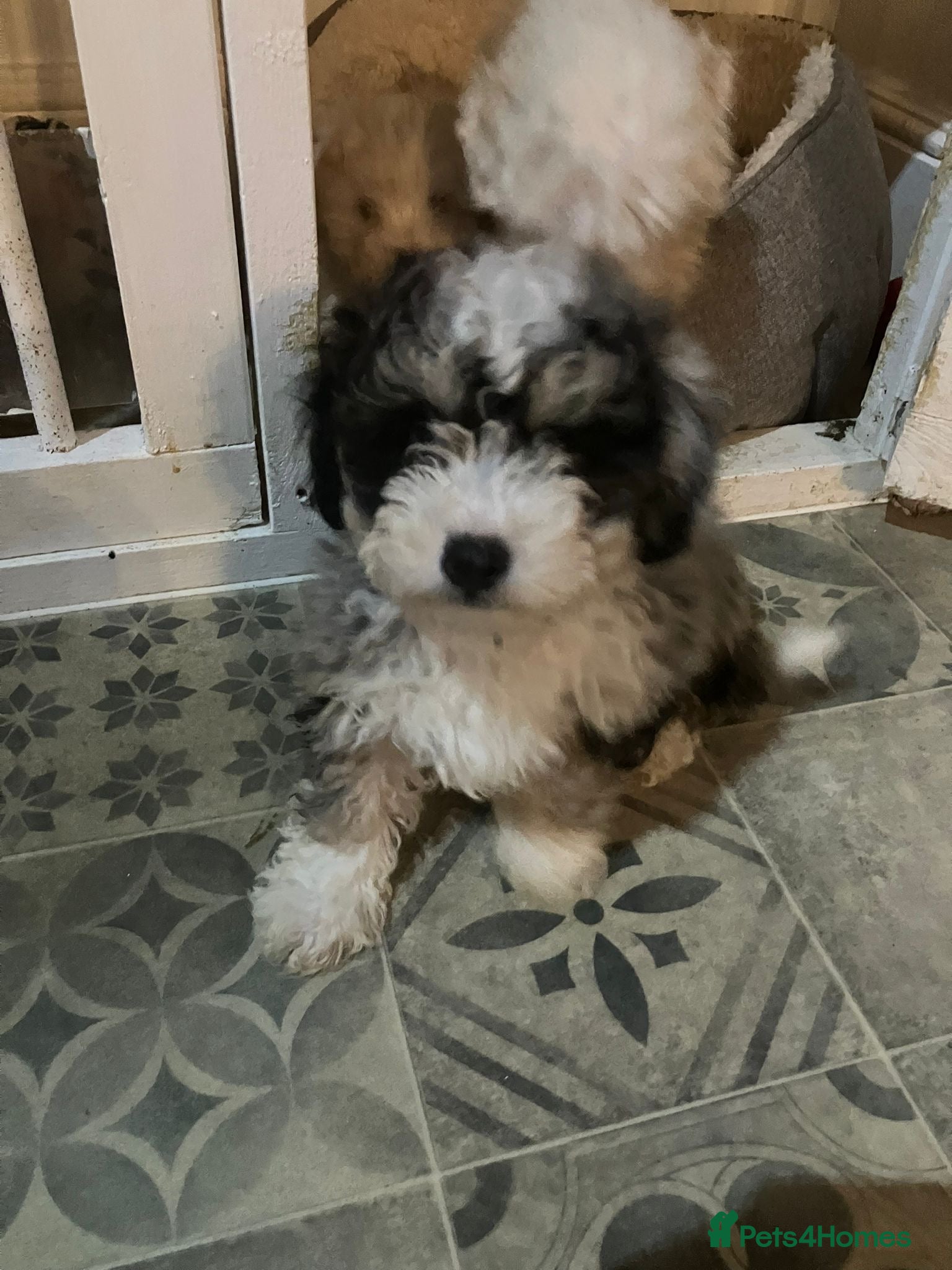 Maltipoo dogs 1 Merle boy left- Ready to leave   - Advert 17
