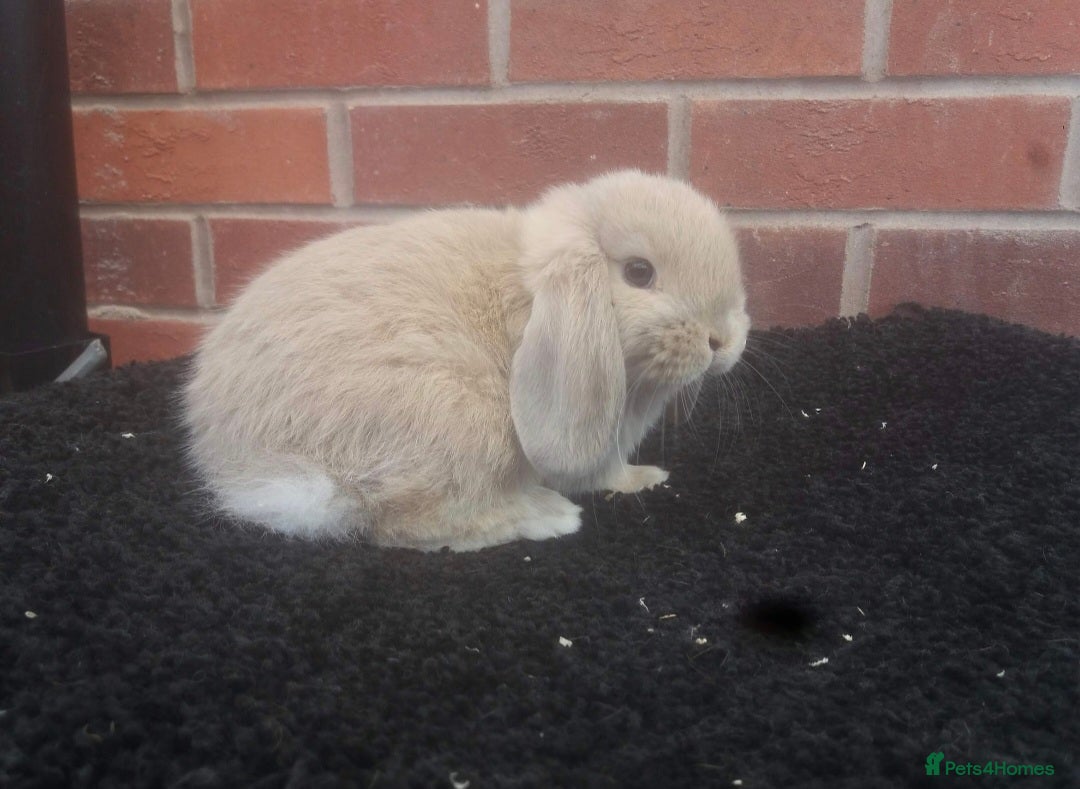 Mini Lop rabbits FREE STARTER PACK Stunning baby mini lops - Advert 2