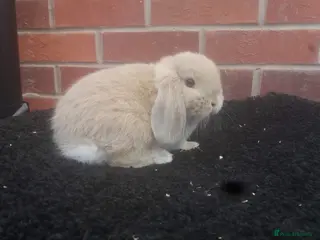 Mini Lop rabbits FREE STARTER PACK Stunning baby mini lops - Advert 3