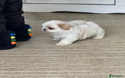 Shih Tzu dogs for sale: LAST BOY LEFT Imperial shih tzu dobies - Image 4