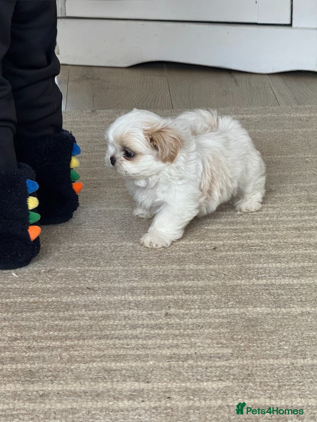 Shih Tzu dogs for sale: LAST BOY LEFT Imperial shih tzu dobies - Image 4