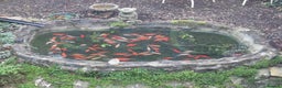 Goldfish fish for sale: Free outdoor goldfish  - Advert 1