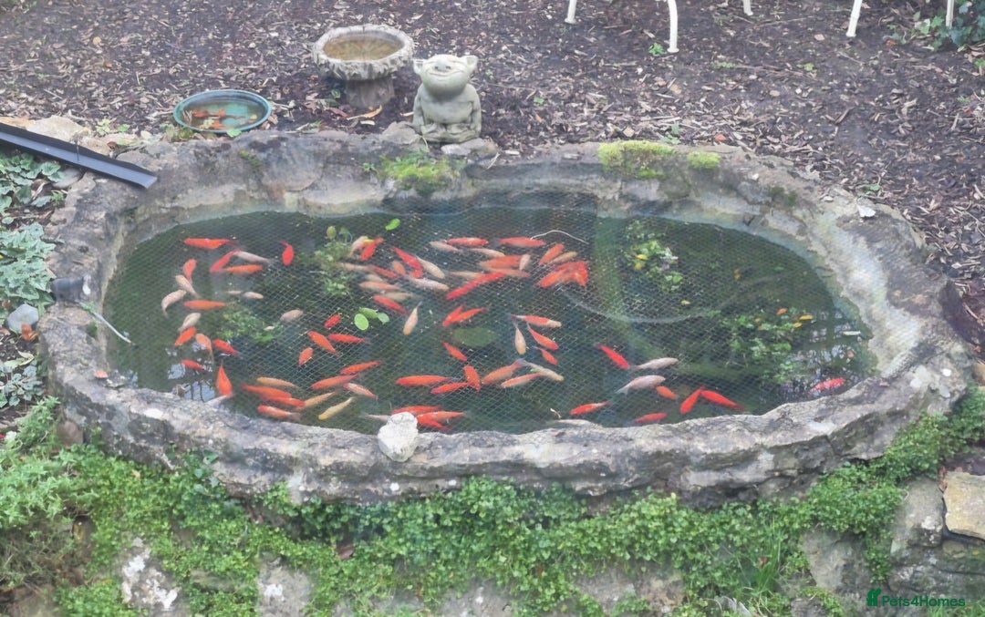 Goldfish fish for sale: Free outdoor goldfish  - Advert 1
