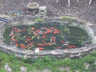 Goldfish fish Free outdoor goldfish - Advert 1