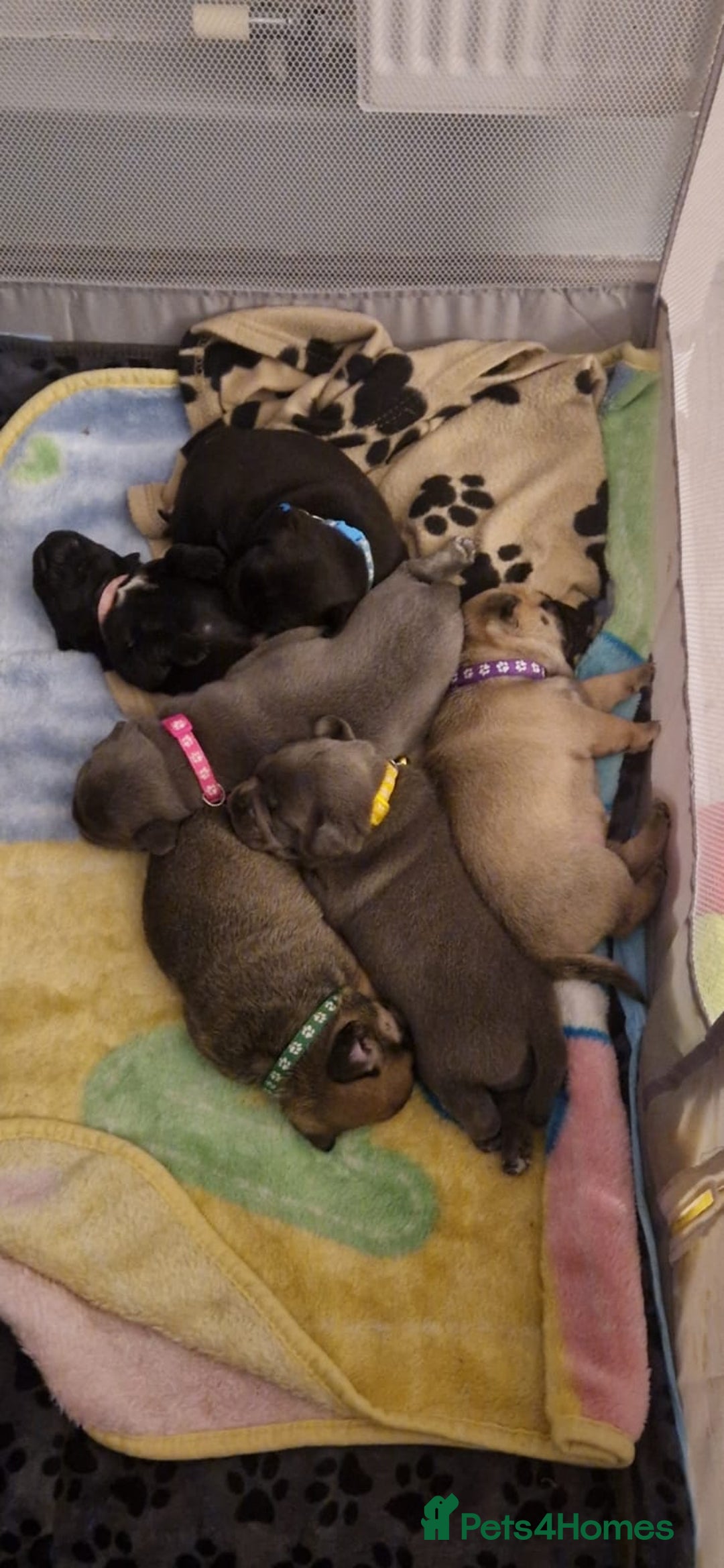 Frug dogs for sale: 6 beautiful frug puppies.  - Image 22
