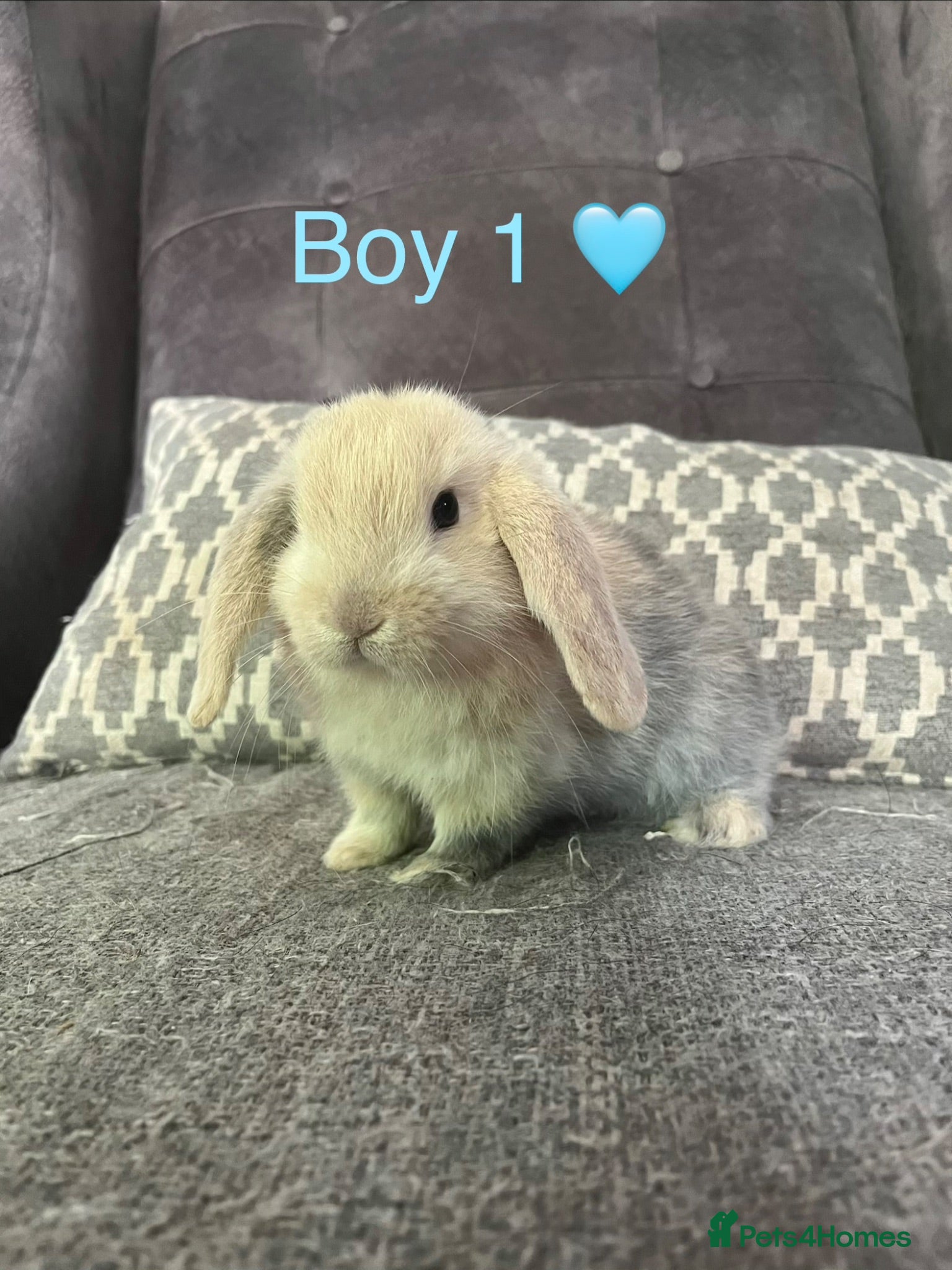 Mini Lop rabbits Mini lop bunnies for sale - Advert 12