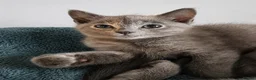 Siamese cats for sale: Siamese x Persian kittens 🐾 - Advert 19