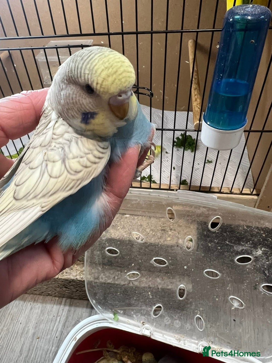 Budgerigars birds for sale: Hand Tame Yellow and Blue Spangle Girl Ready 31/12 - Advert 2