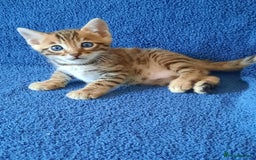 Bengal cats for sale: STUNNING GLITTER PELTED TICA REG BENGAL KITTENS - Image 8
