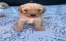 Cavapoo dogs for sale: Cavapoo Puppies - Image 5