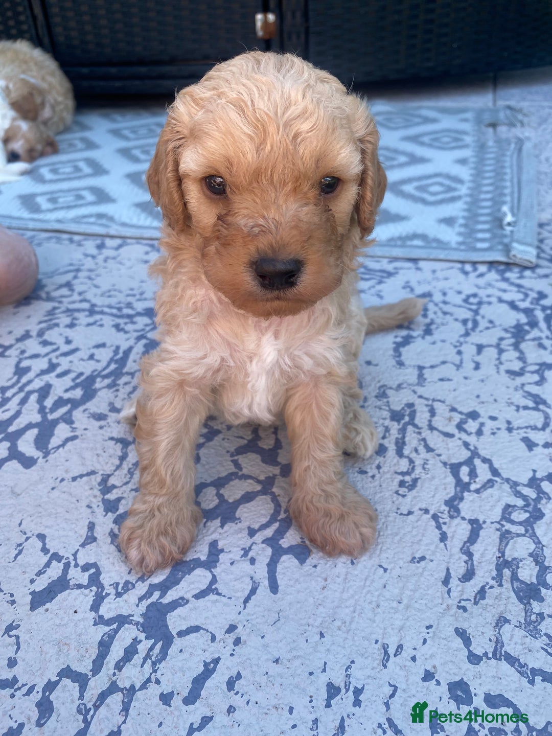 Cavapoo dogs for sale: Cavapoo Puppies - Image 5