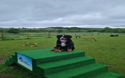 Bernese Mountain Dog dogs for sale: 10 months old BMD girl - Image 8