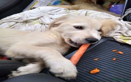 Golden Retriever dogs for sale: Wonderful,playful ,adventurous happy little furs😍 - Image 5