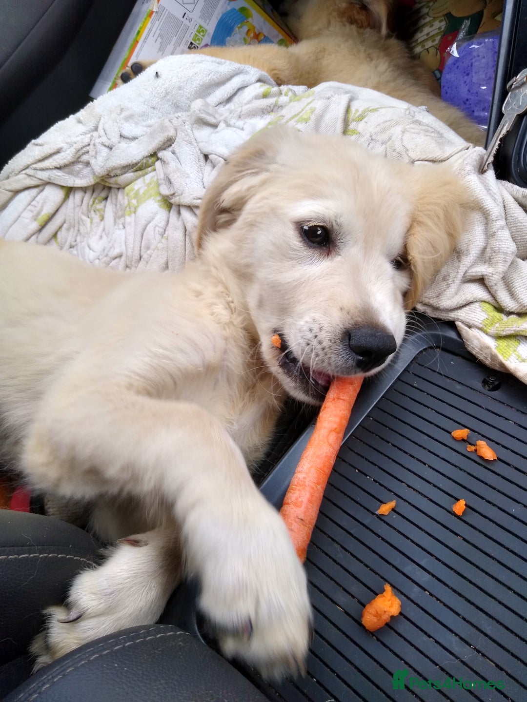 Golden Retriever dogs for sale: Wonderful,playful ,adventurous happy little furs😍 - Image 5