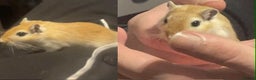 Gerbil rodents for sale: 2pcs Gerbils with Accessories - Advert 3