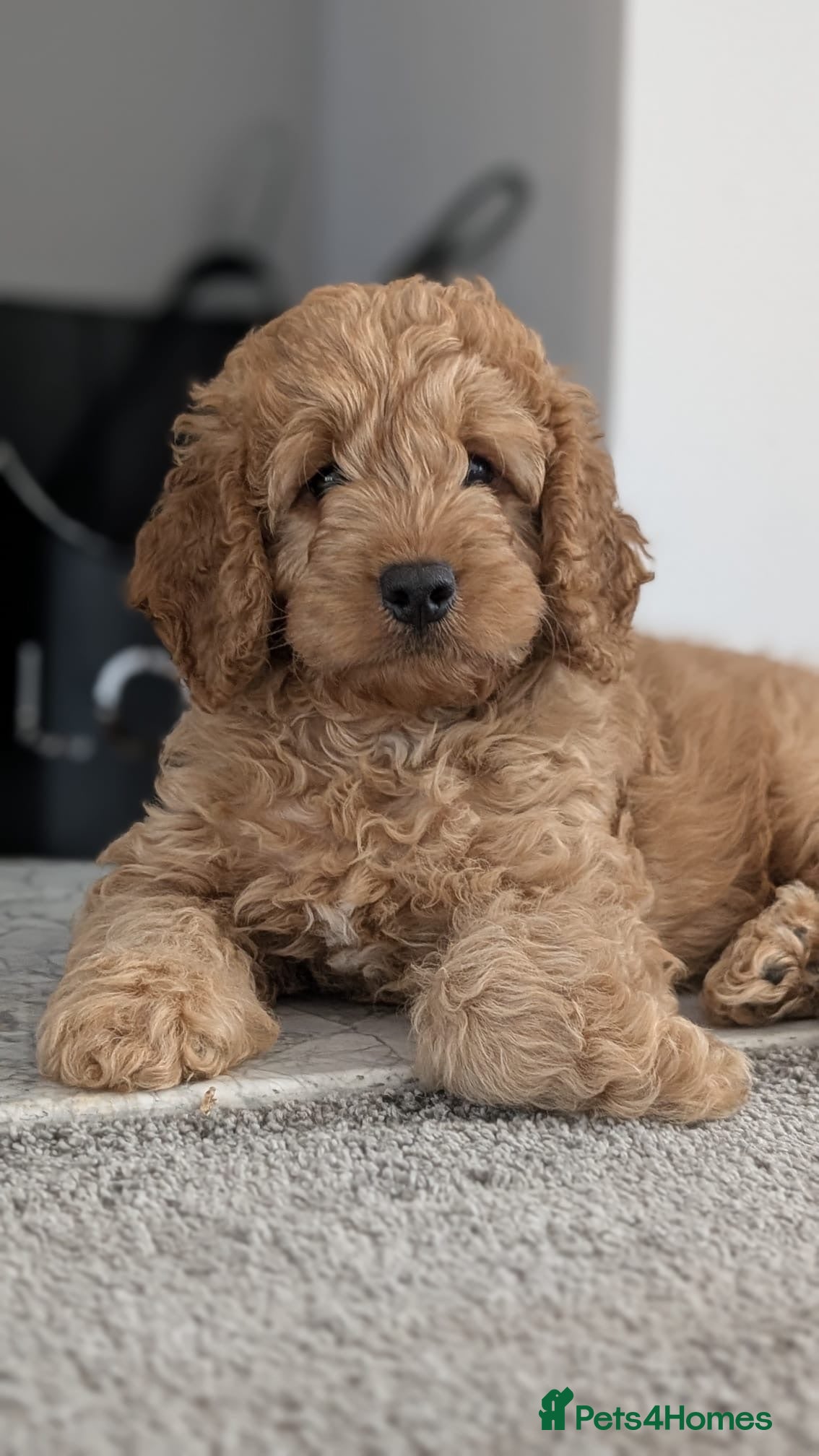 Cockapoo dogs 4 beautiful miniature F1b cockapoo puppies  - Advert 15