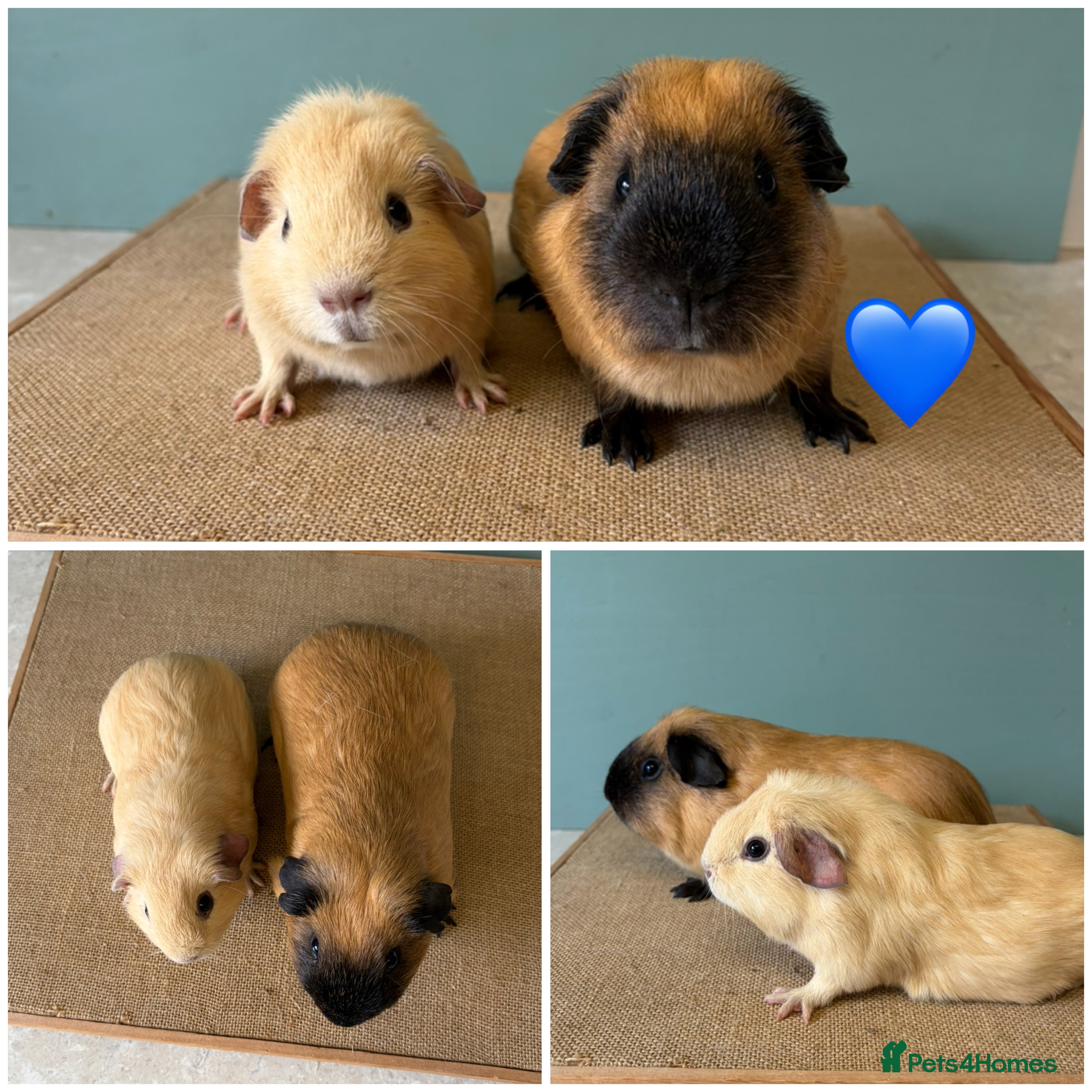 Guinea Pig rodents Black Point buff cali and cream male pair  - Advert 6