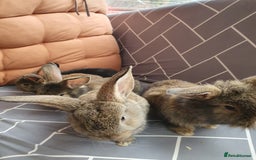 Mixed Breed rabbits for sale: Rabbits for sale  - Advert 5