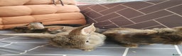 Mixed Breed rabbits for sale: Rabbits for sale  - Advert 5