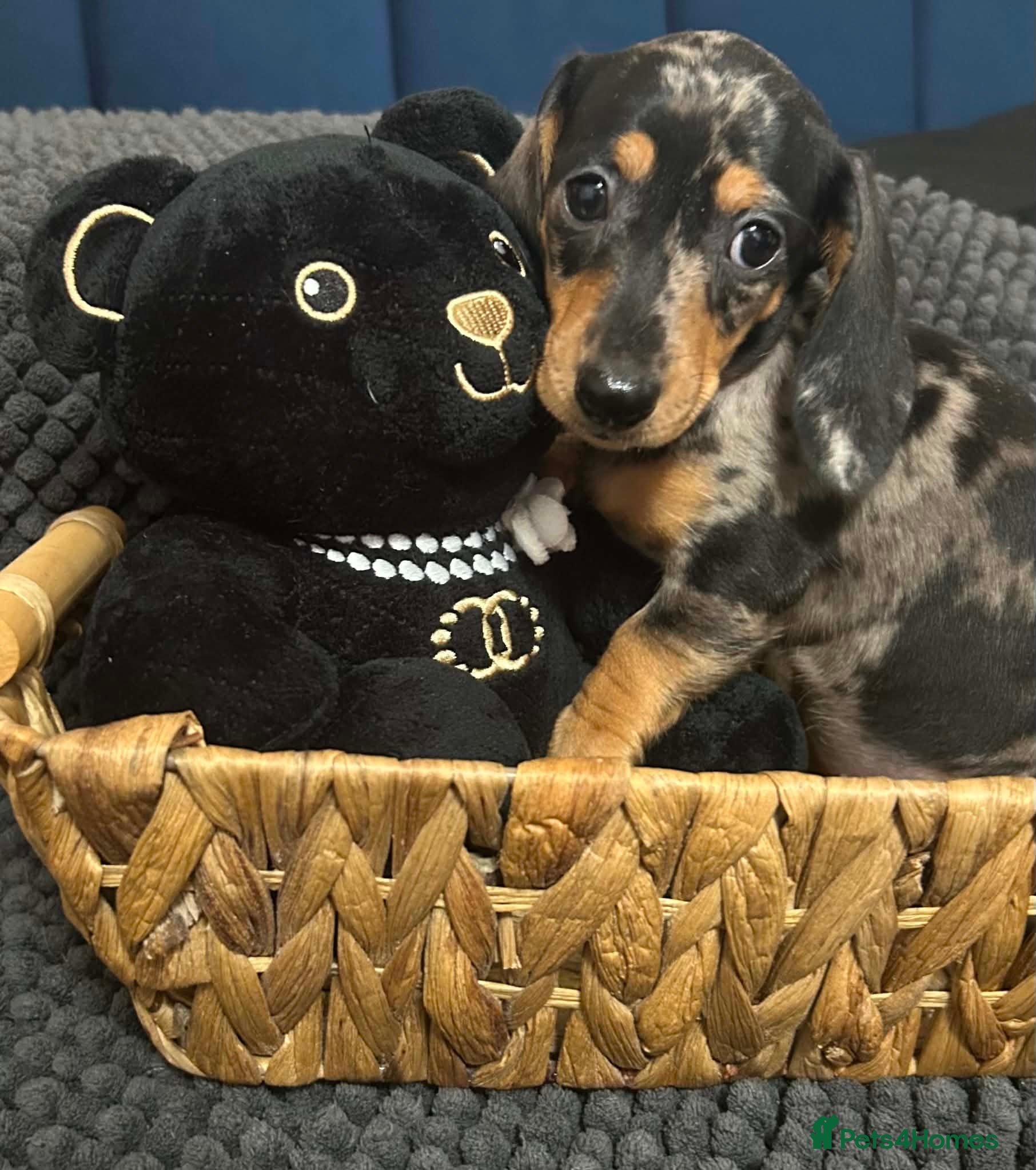 Miniature Dachshund dogs Miniature dachshunds  - Advert 1