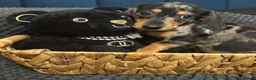 Miniature Dachshund dogs for sale: Miniature dachshunds  - Advert 1