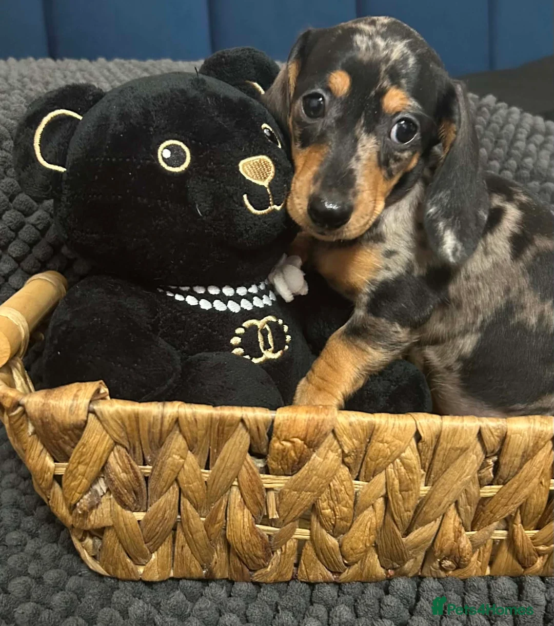 Miniature Dachshund dogs for sale: Miniature dachshunds  - Advert 1