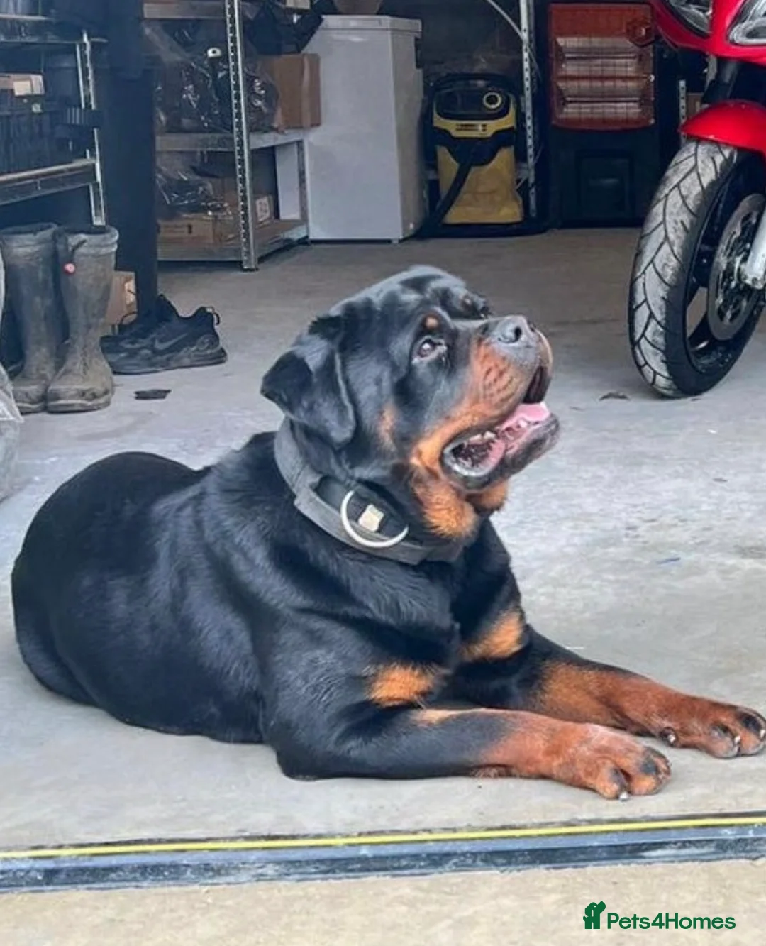 Rottweiler dogs for sale: Beautiful Chunky Rottweiler Puppies Now Here  - Advert 15