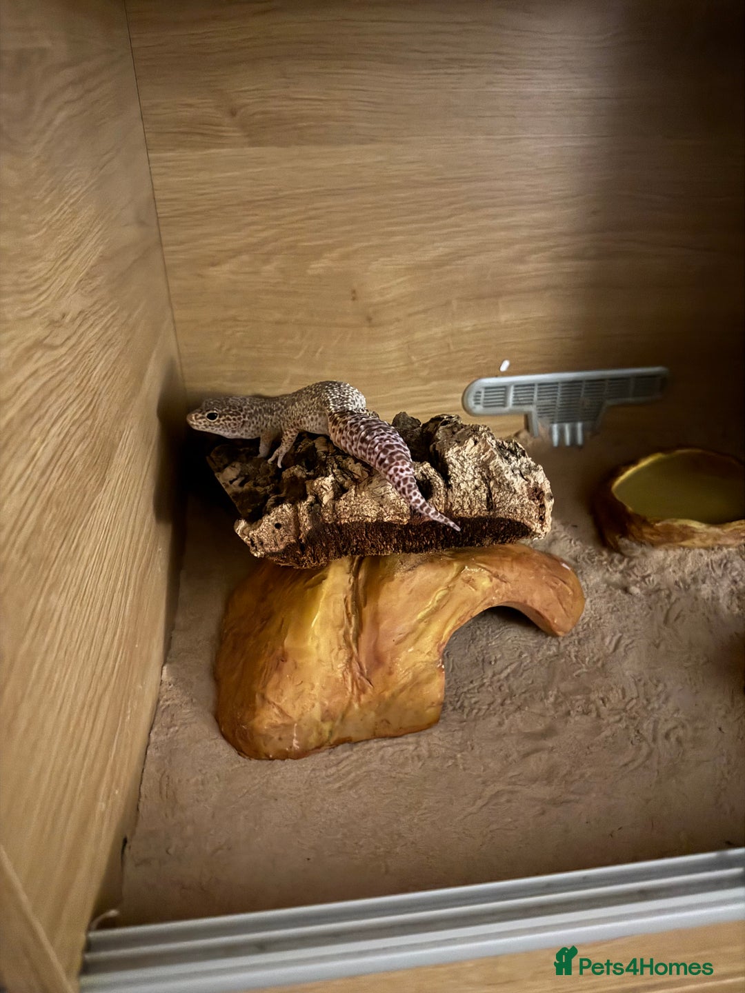 Gecko reptiles for sale: 3 year old leopard gecko - Advert 2