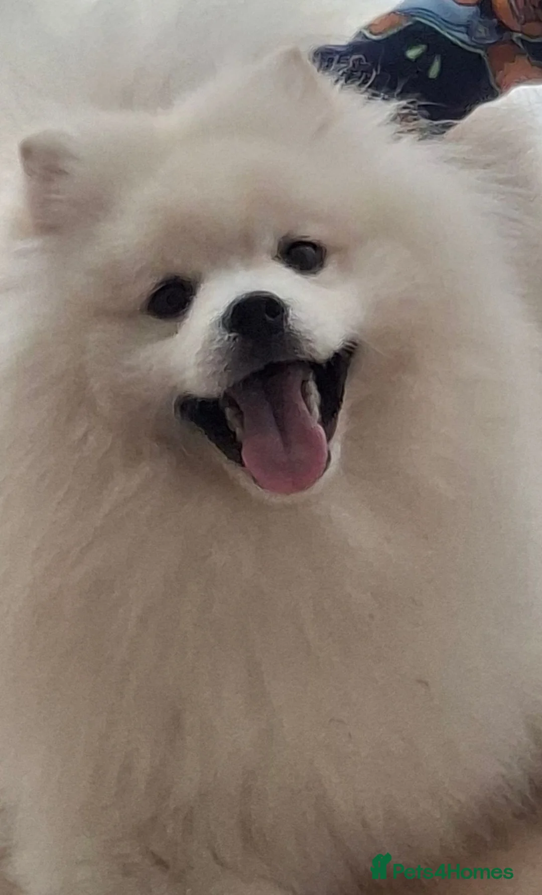 Japanese Spitz dogs for sale: Fluffy Japanese spitz boy for rehoming  in Liverpool - Advert 5