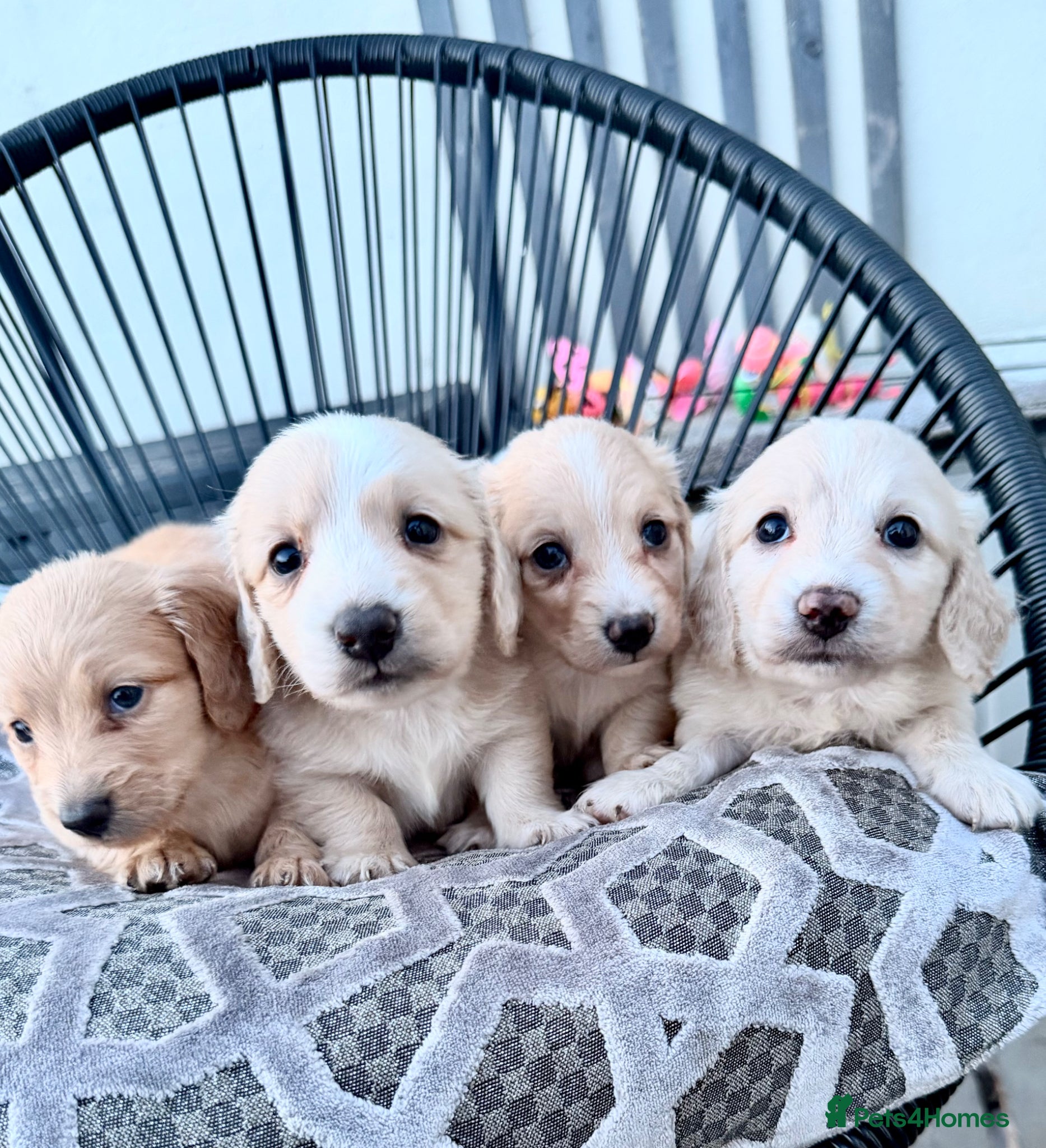 Miniature Dachshund dogs ✨🩷 absolutely STUNNING full long hair light cream - Advert 1