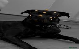 Mixed Breed dogs for sale: Meet Chase  - Image 5