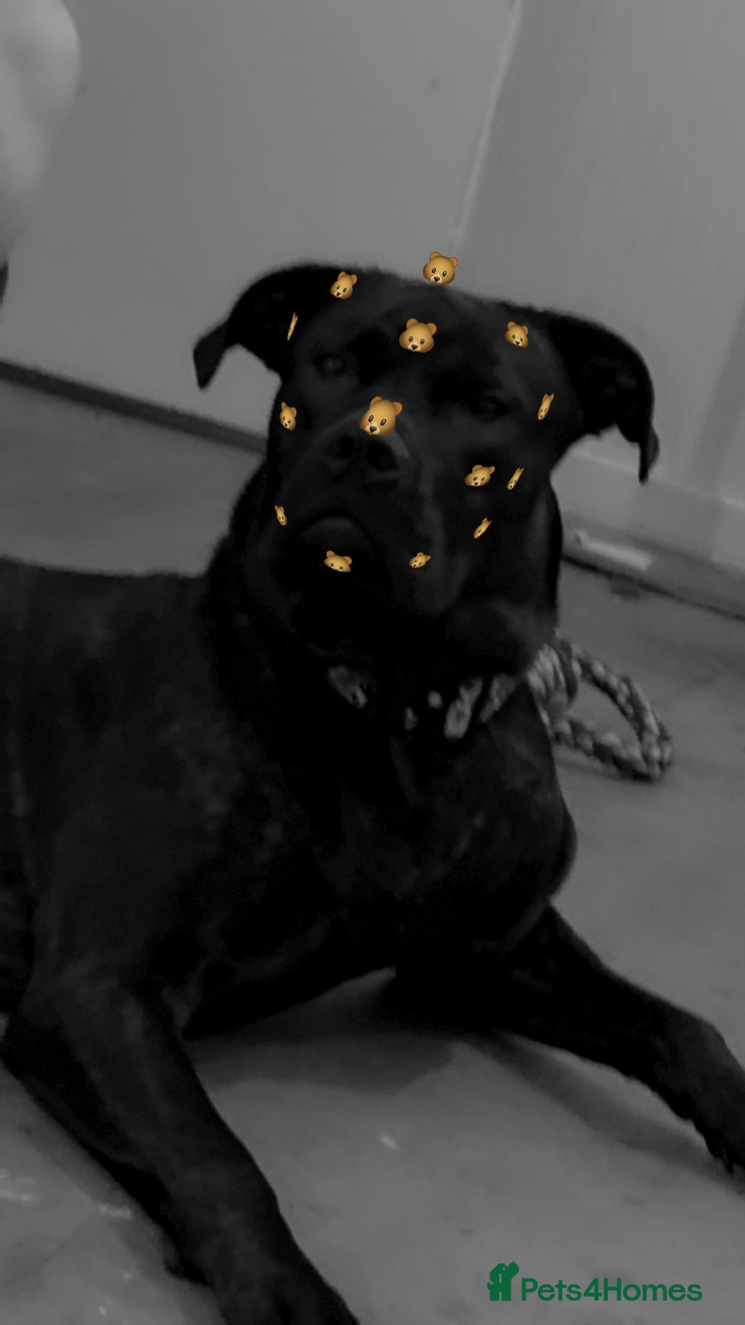 Mixed Breed dogs for sale: Meet Chase  - Image 5