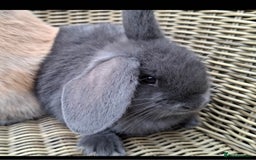 Mini Lop rabbits for sale: Baby mini lops ready to be reserved  - Image 5
